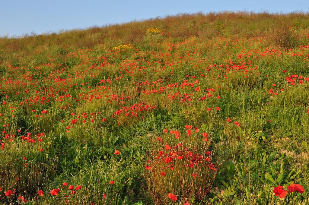 Agriturismo Il Torrione Villa Certaldo Bagian luar foto